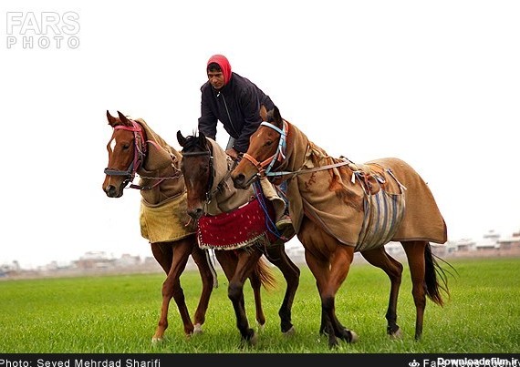 پرورش اسب ترکمن | خبرگزاری فارس