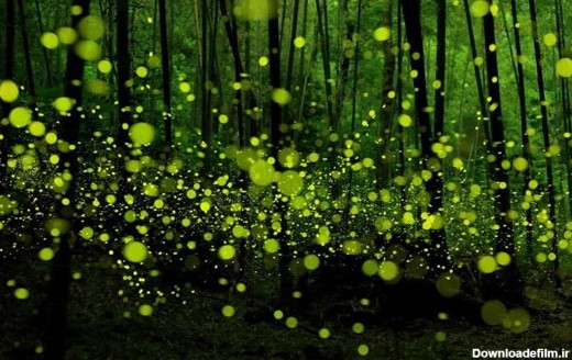 جنگل سحرآمیز کرم های شب تاب در ژاپن (+عکس)