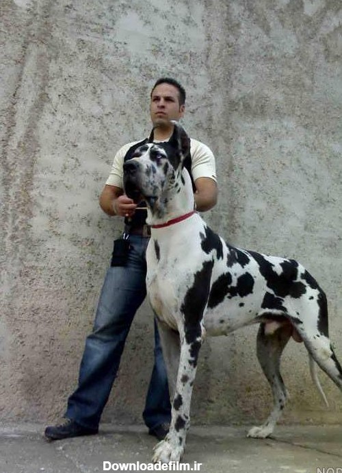 عکس سگ دوبرمن سفید