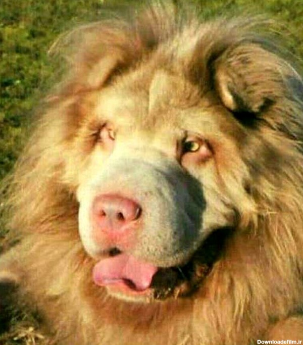 تصویر سگی عجیب به شکل شیر سلطان جنگل