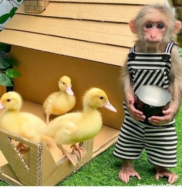 (فیلم) بازی و دوستی جالب بچه میمون با جوجه اردک های خوشگل