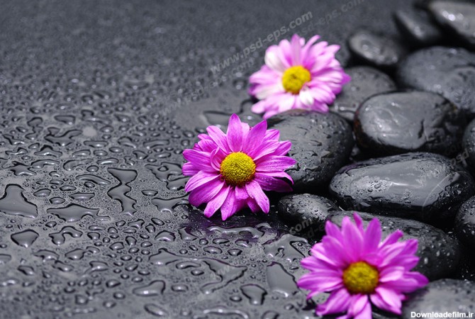 عکس با کیفیت تبلیغاتی گل های صورتی باران خورده روئیده از بین سنگ ...