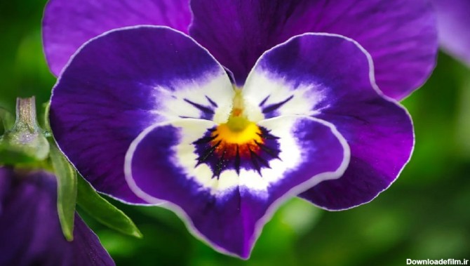 ۱۰ گل زیبا برای کسانی که عاشق رنگ بنفش هستند + عکس