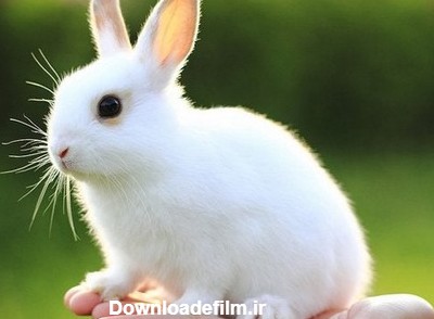 معروف ترین خرگوش های سفید