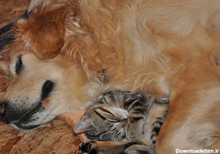 عکس های جالب از دوستی سگ و گربه