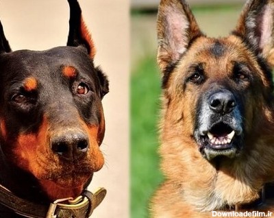 مقایسه تفاوت قیمت سگ ژرمن با دوبرمن به همراه تفاوت های ظاهری و ...