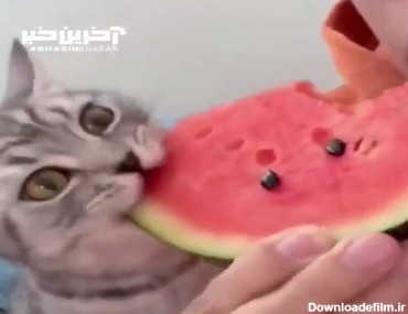 تعجب گربه از مزه هندوانه