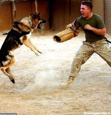 سگ‌ها در صف مقدم ارتش آمریکا +عکس - تابناک | TABNAK