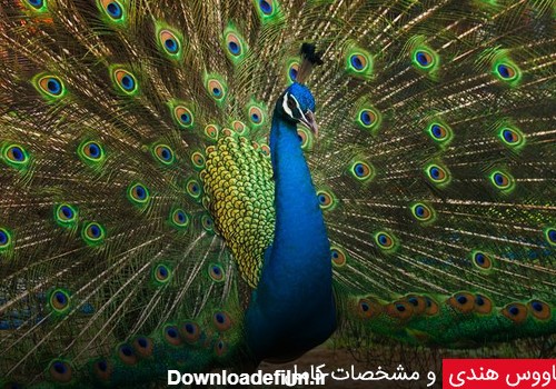 طاووس هندی و مشخصات کامل - چیکن دیوایس