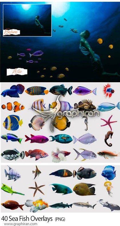 دانلود 40 عکس PNG دوربری انواع ماهی های دریایی Sea Fish Overlays