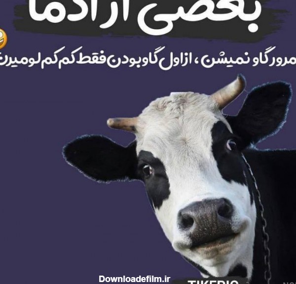 عکس گاو پروفایل