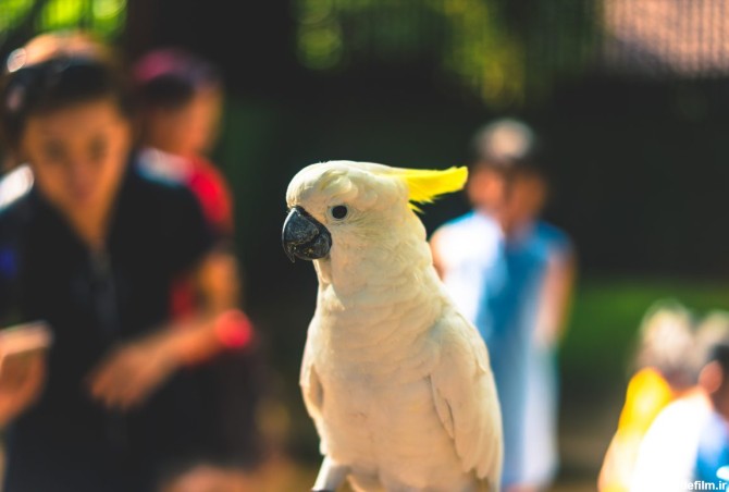 طوطی کاکادو؛ پرنده خوشگل و تاج ‌دار و جیغ جیغو!