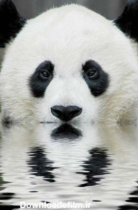 عکس خرس سیاه و سفید