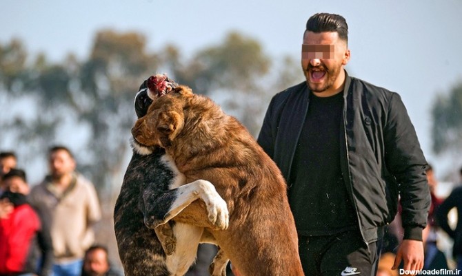 فرارو | (تصاویر) جنگ خونین سگ‌ها با شرط بندی در گلوگاه مازندران