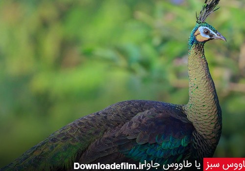 طاووس سبز یا طاووس جاوا - چیکن دیوایس