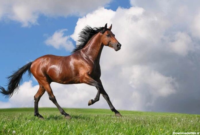 ۱۵ نژاد اسب که زیبایی منحصر به فردشان نفسگیر است(+عکس)