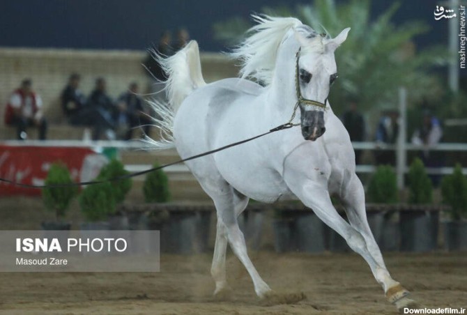 مشرق نیوز - عکس/ زیباترین اسب ایران