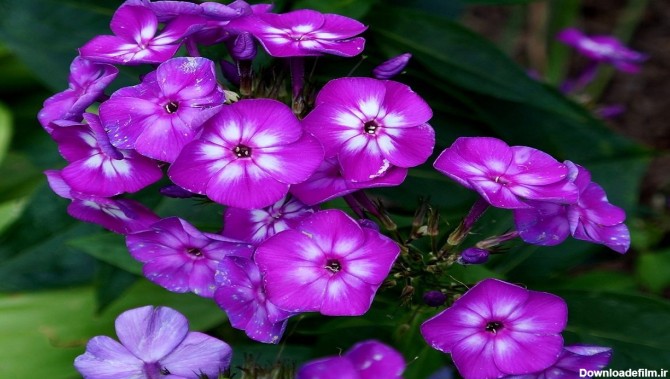 اگر عاشق رنگ بنفش هستید این ده گل زیبا انتخاب مناسبی برای ...