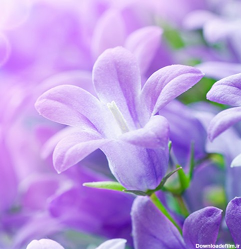Lilac Flowers Live Wallpaper - برنامه‌ها در Google Play