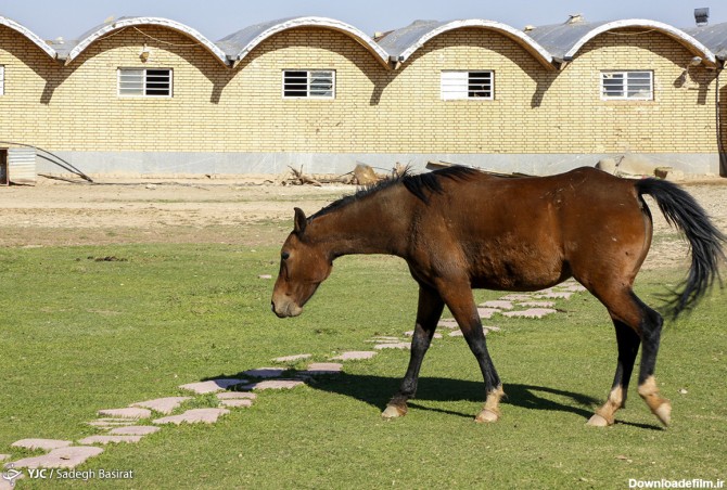نژاد اسب دره شوری - تابناک | TABNAK