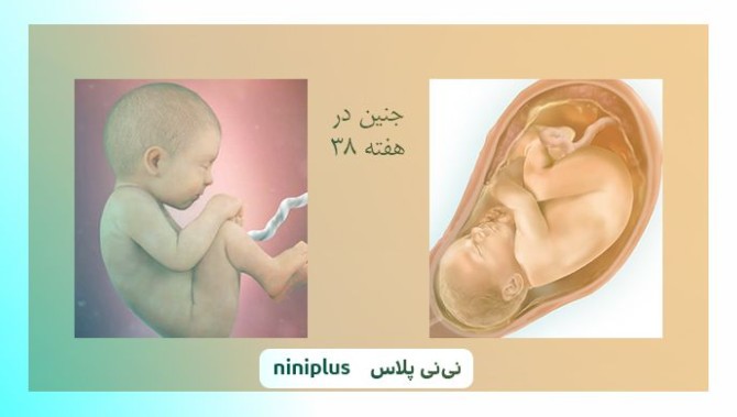 عکس جنین در هفته سی و هشتم بارداری تصویر و اندازه جنین