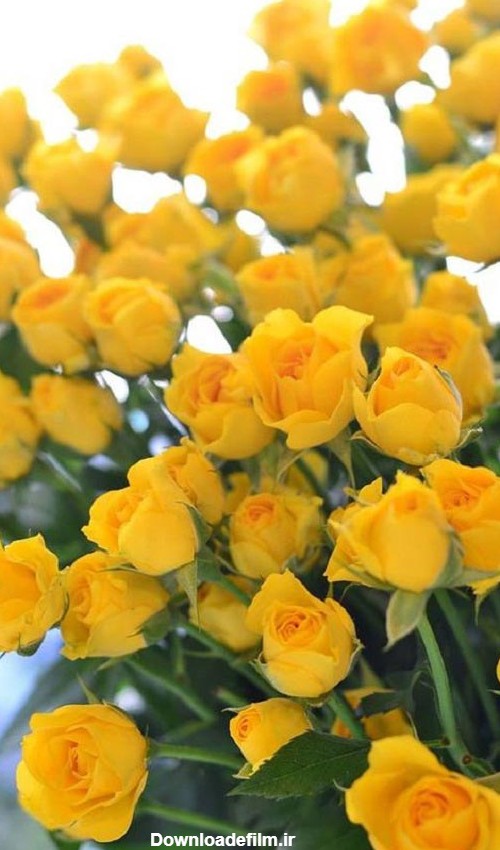 عکس گل های زرد زیبا