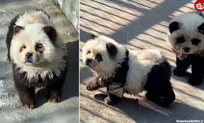 ویدئو+ عکس) اقدام خنده دار باغ وحشی در چین؛ جا زدن سگ های ...
