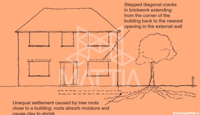 چگونه می توانیم از مشکلات ناشی از ریشه گیاهان در ساختمان جلوگیری کرد؟