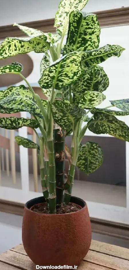 35 مدل از زیباترین گیاهان آپارتمانی که باید داشته باشید - Tjoor