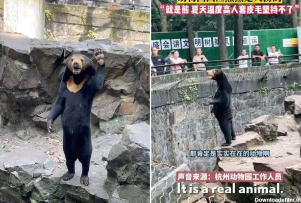 خرس انسان نما مسئولین باغ وحشی در چین