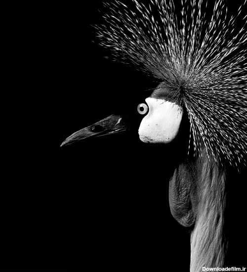 جلوه‌های زیبا و سیاه و سفید از حیوانات - اسلايد تصاوير - عکس شماره ...