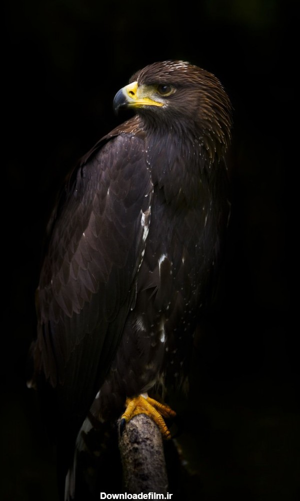 دانلود عکس عقاب سیاه با کیفیت بالا