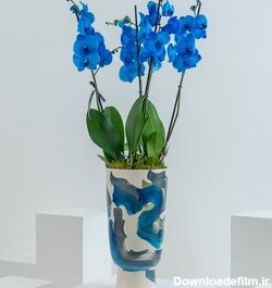 عکس گل ارکیده آبی