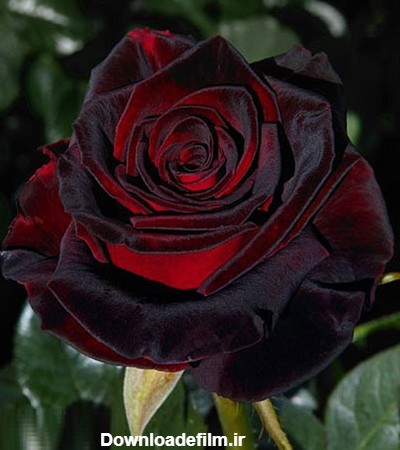عکس گل رز مشکی و قرمز