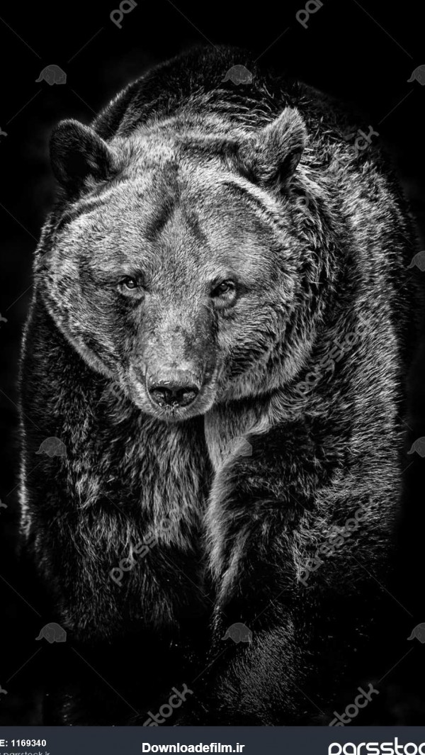 عکس خرس سیاه و سفید