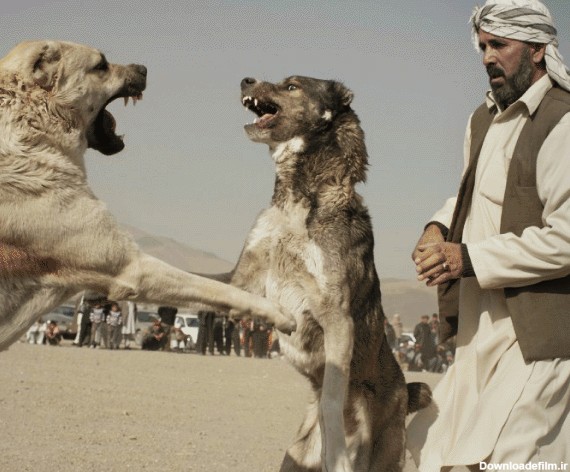 سگ کشی افغانها برای تفریح /تصاویر