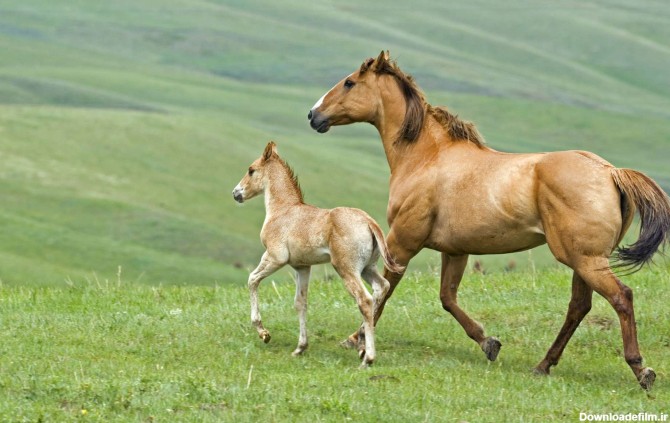 اسب و کره اسب
