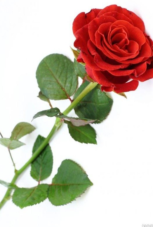 عکس زیبا از گل سرخ