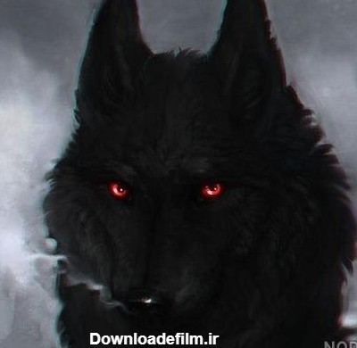 عکس گرگ سیاه چشم قرمز