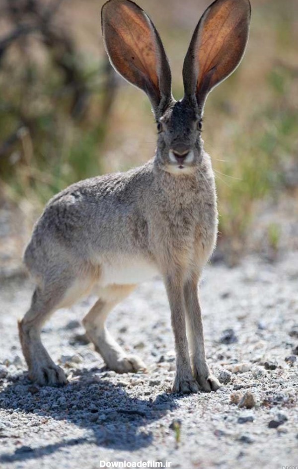 عکس خرگوش صحرایی وحشی