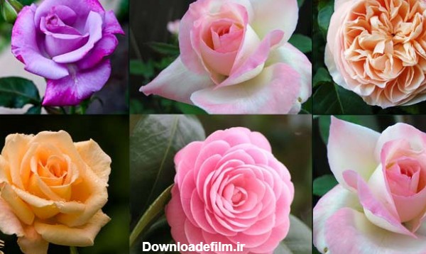 مقایسه بهترین انواع گل رز طبیعی با عکس (روش تشخیص و نگهداری)