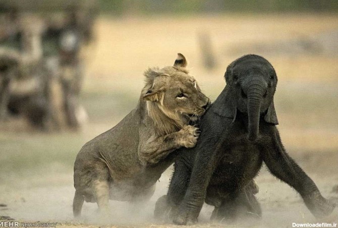 خبرآنلاین - تصاویر | 8 فریم از شکار بچه فیل به دست شیر‎