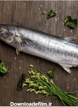 خواص، قیمت و خرید ماهی شیر تازه جنوب | ماهی دریا