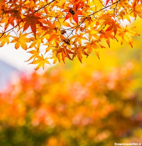 دانلود عکس زیبا از فصل پاییز