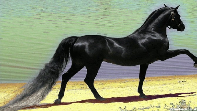 نژاد اسب عرب در کشور ایران