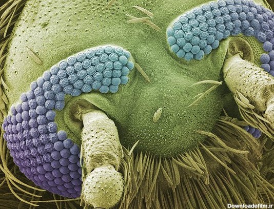 صورت پشه زیر میکروسکوپ! / عکس