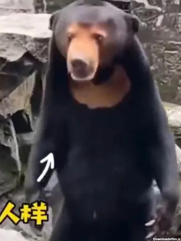 خرس انسان نما مسئولین باغ وحشی در چین