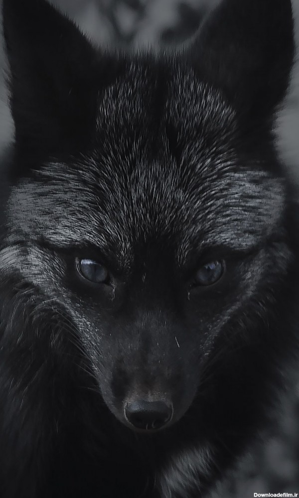 دانلود والپیپر روباه سیاه