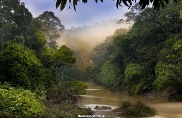 بک گراند منحصر به فرد رودخانه در جنگل سبز با کیفیت بالا