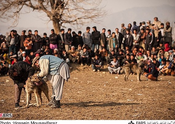 جنگ سگ در کابل | خبرگزاری فارس